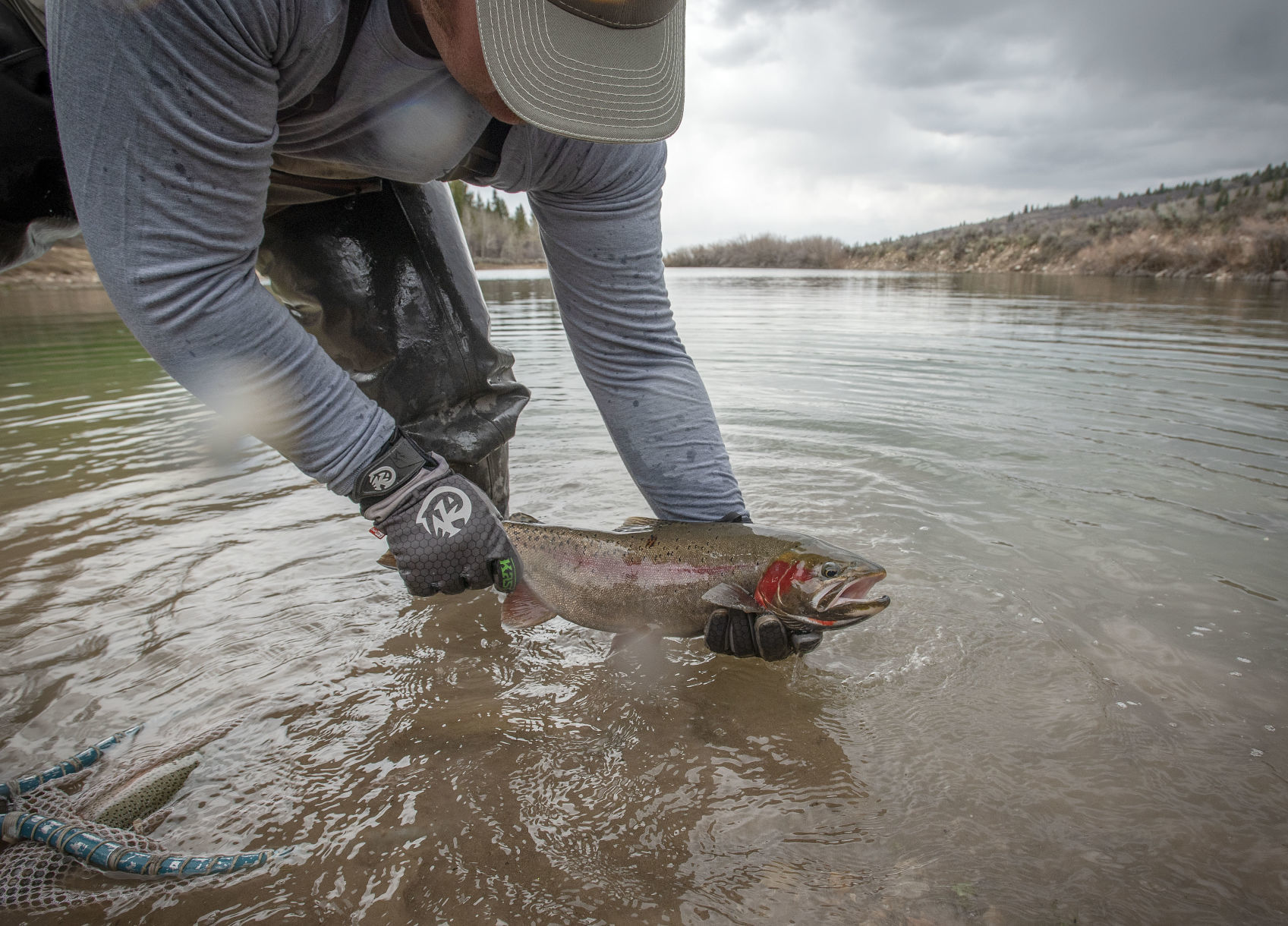 Rainbow trout electrofishing